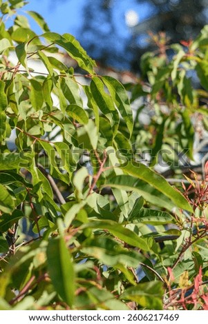 Close-up detail of an eucalyptus tree or gumtree - Corymbia Lemon Scented gum. It is a species of tall tree that is endemic to Australia. It has smooth white to pink bark and white flowers.