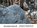 Close-up of a detail of a fossilized imprint on weathered sandstone rock. The intricate patterns and textures of this ancient creature have been preserved in Bemaraha National Park, Madagascar.