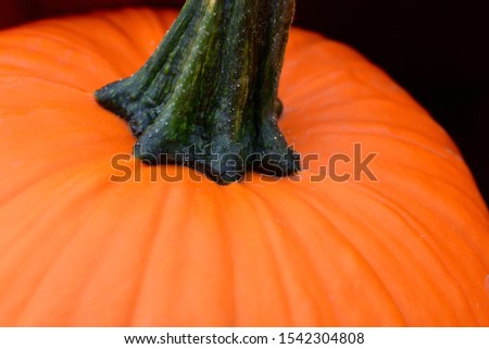 Close-up and detail of a fresh orange pumpkin with stalk in front of dark background