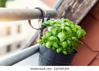 Close-up detail hanged bucket pot with green fresh aromatic basil grass growing on apartment condo balcony terrace against warm sunset light background. Homemade cultivate homegrown plant - Powered by Shutterstock