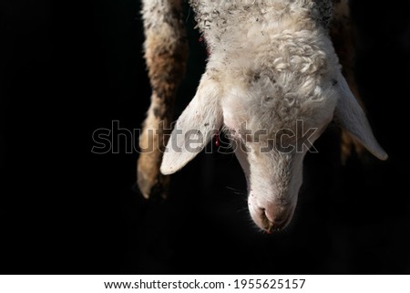 Close-up and detail of a lamb that is traditionally slaughtered. The head and forefeet hang down in front of a dark background.