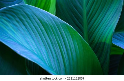 Close-up detail macro texture bright blue green leave tropical forest plant spathiphyllum cannifolium in dark nature background.Curve leaf floral botanical abstract desktop wallpaper,website backdrop. - Shutterstock ID 2211182059