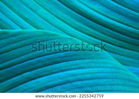 Close-up detail macro texture bright blue green leave tropical forest plant spathiphyllum cannifolium in dark nature background.Curve leaf floral botanical abstract desktop wallpaper,website backdrop.