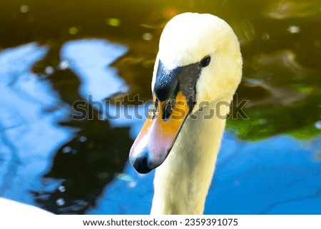 Closeup and Detail of Mute Swan Head and Beak with Beads of Water