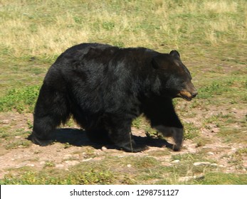 Closeup detail of North American black bear walking in grass