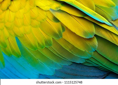 Close-up detail of parrot plumage. Green parrot Great-Green Macaw, Ara ambigua, detail of bird wing Wild nature in Costa Rica. Green, yellow and blue feathers.