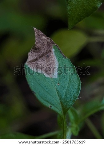 Similar – Image, Stock Photo Detail of partially destroyed old grave in a cemetery