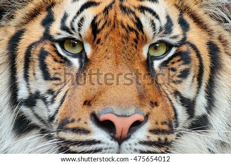 Close-up detail portrait of Sumatran tiger, Panthera tigris sumatrae, rare tiger subspecies that inhabits the Indonesian island of Sumatra.