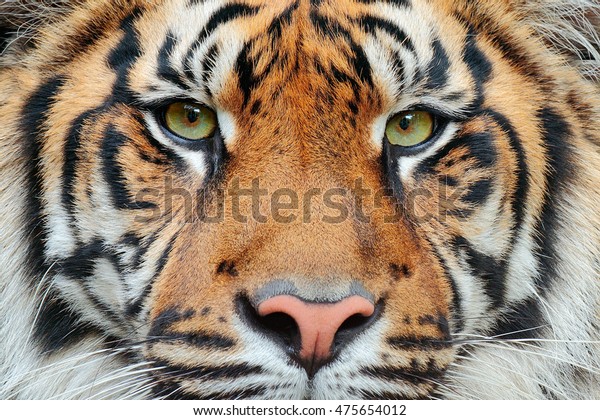 Closeup Detail Portrait Sumatran Tiger Panthera Stock Photo Edit