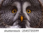 Close-up detail portrait of yellow eyes owl. Great Grey Owl in the forest, single bird with orange bill. Finalnd Widlife.