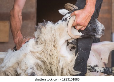 Close-up detail of sheep shearing as a shearer shears the wool off a male Scottish Blackface sheep ram (Ovis Aries) as part of rural farm life.