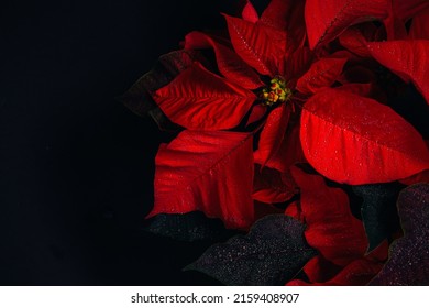 A closeup Detail shot of a Poinsettia red plant with dark background