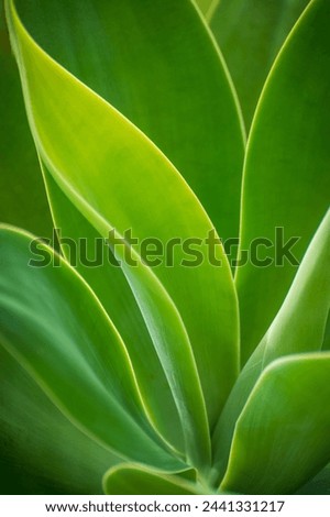 Closeup detail shot of succulent plant creating interesting lines and shapes. A group of plants known for their ability to store water in their leaves, stems, and roots and beautiful graphic elements.