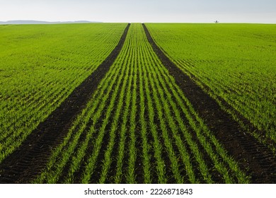 Close-up, detail of tractor track lines in a crop field straight ahead to the horizon in the countryside landscape farmland of South Moravia in the Czech Republic.