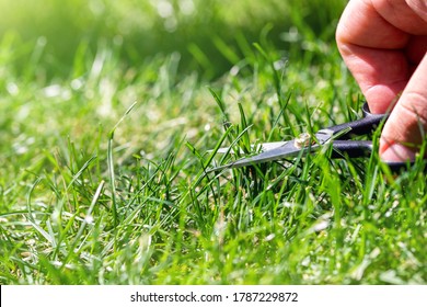 Close-up Detail View Of Man Hand Cutting Green Grass On Backyard Garden With Small Nail Scissors On Bright Summer Sunny Day. Accurate Perfect Lawn Mowing Care Maintenance And Service Concept