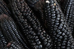 Close-up Detailed Black Corn Or Maíz Negro. Chicha Morada Is Made From Black Corn. Selective Focus. 
