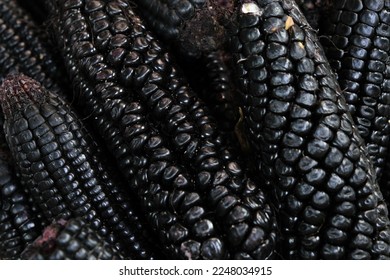 Close-up detailed black corn or maíz negro. Chicha Morada is made from black corn. Selective focus. 