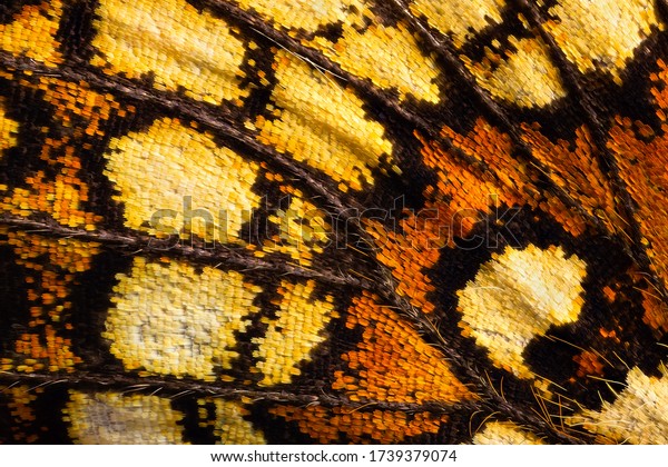 Close-up detailed macro shot of a butterfly wing. 5x magnification. 