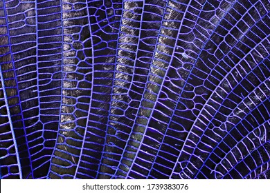 Close-up Detailed Macro Shot Of A Dragonfly Wing. 5x Magnification.