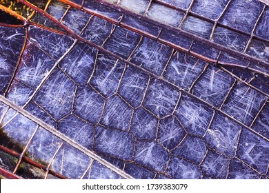 Close-up Detailed Macro Shot Of A Dragonfly Wing. 5x Magnification.