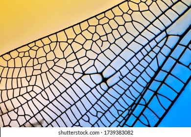 Close-up Detailed Macro Shot Of A Dragonfly Wing. 5x Magnification.