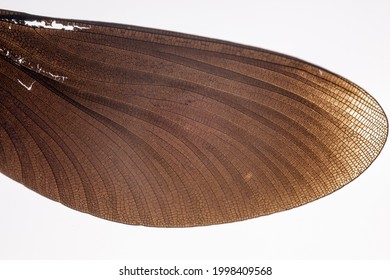 Close-up Detailed Macro Shot Of A Dragonfly Wing. Image Of An Insect Wing.