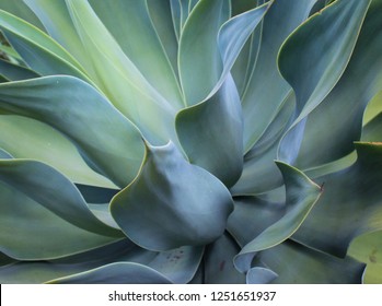 A close-up and detailed photograph of an Agave Plant in Brisbane, Australia.  - Powered by Shutterstock