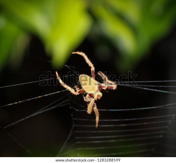 Closeup Detailed Photograph Australian Garden Orb Stock Photo