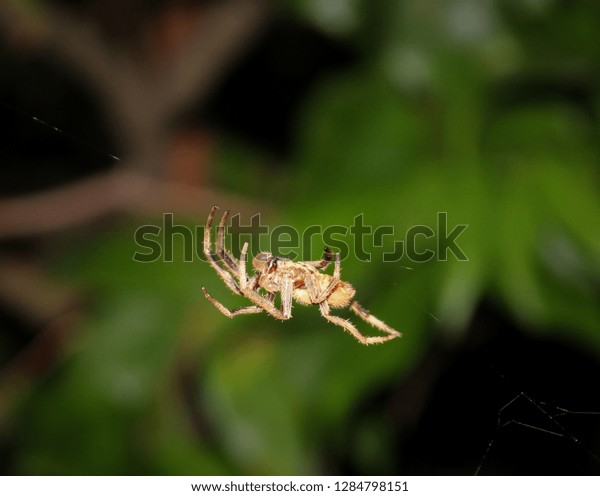 Closeup Detailed Photograph Australian Garden Orb Stock Photo