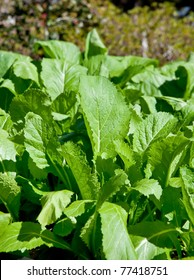 Closeup Detailed Shot Of Mature Mustard Greens Growing In The Winter Garden.