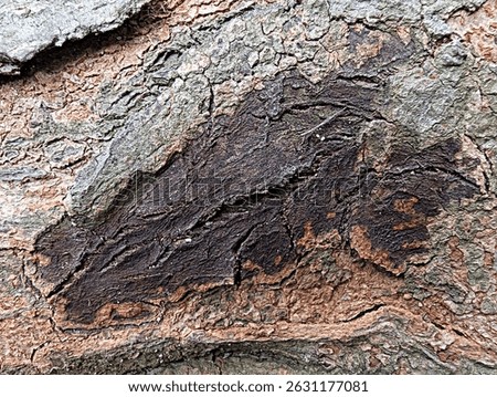Close-up detailed texture of dark brown and tan tree bark with cracks and crevices.