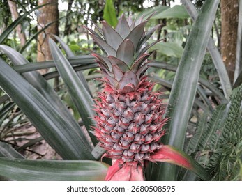 A close-up, detailed view of a young, developing pineapple fruit on its plant. The spiky, pinkish-red fruit is surrounded by the plant's long, green, sword-like leaves, showcasing its growth stage.