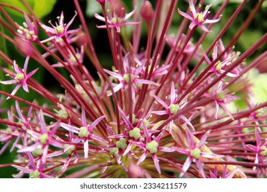 A closeup details of an ornamental onion flowering plant in the garden with blur background