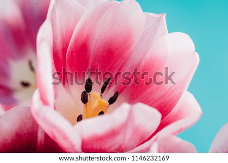 Close-Up Details Of Pink Tulip Flower