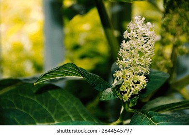 Close-up of a developing cluster of white and light green flowers on a plant with large green leaves, set against a softly blurred, bright green and yellow background. This appears to be the infloresc