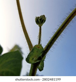 Close-up of developing green flower bud and fuzzy stem of Passiflora foetida vine