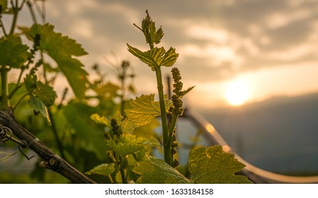 Close-up of developing inflorescences on grapevine (vitis vinifera) in spring time. Young buds of grapevine. Trentino Alto Adige, northern  Italy, Europe.
