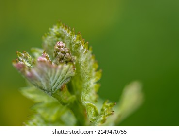 Nahaufnahme von sich entwickelnden Infloreszenzen auf Rebstöcken (Vitis vinifera) im Frühjahr. Junge Knospen der Weinrebe. Selektiver Fokus