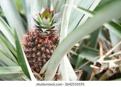 Close-up of developing pineapple plant with its fruit, Indonesia.