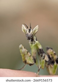 A close-up of a devil mantis nymph shows its unique camouflage. The insect blends with its environment as a predator in nature.