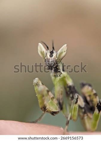 A close-up of a devil mantis nymph shows its unique camouflage. The insect blends with its environment as a predator in nature.