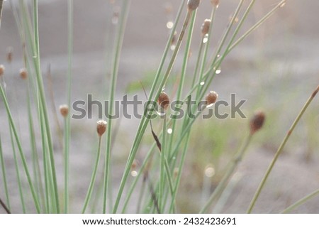 closeup dew Blunt spike rush plants or Eleocharis obtusa with blurred backgroud at the swamp