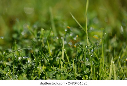 Close-up of dew drops on blades of grass in the morning sunlight. Dewy grass blades with a blurred background. - Powered by Shutterstock