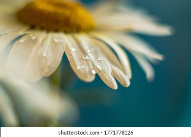 Close-up of dew drops on fresh flowers of a white chamomile. Macro shot. Shallow depth of field, some objects out of focus - Powered by Shutterstock