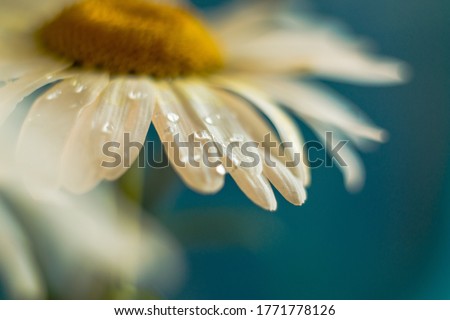 Close-up of dew drops on fresh flowers of a white chamomile. Macro shot. Shallow depth of field, some objects out of focus