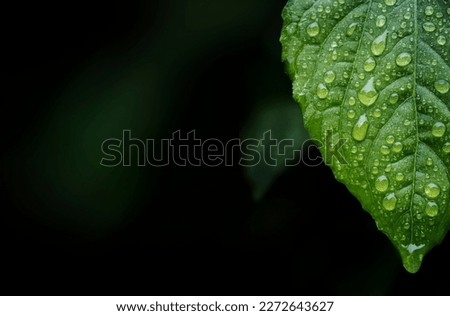 close-up of dew drops on leaves  backgound