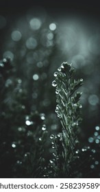Close-up of dew-covered pine needles with a soft bokeh background, creating a serene and tranquil mood.