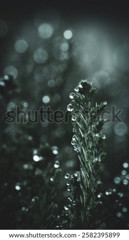 Close-up of dew-covered pine needles with a soft bokeh background, creating a serene and tranquil mood.