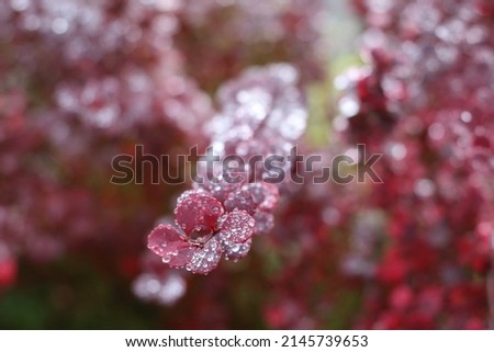 Closeup of dewdrops on red padded leaves in the autumn