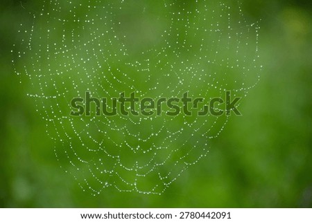 Close-up of a dew-laden orb web, every strand outlined by tiny droplets against a luminous green background.